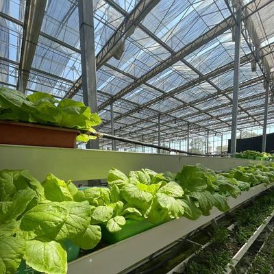 ガラスで覆われた水栽培野菜 シェーディングスクリーンと鉄鋼構造の温室