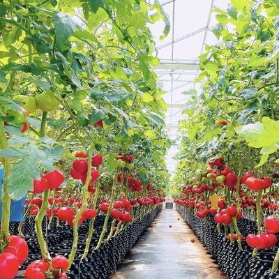 ガラスで覆われた水栽培野菜 シェーディングスクリーンと鉄鋼構造の温室