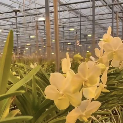 水栽培 野菜 セットアップ の 滑らかな ガラス 温室 農業 の 効率 を 向上 させる