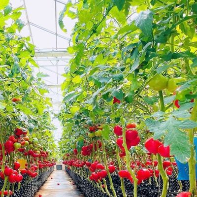 植物育成のための鋼構造のガラス温室 大規模で多機能