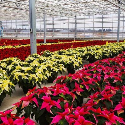 植物育成のための鋼構造のガラス温室 大規模で多機能