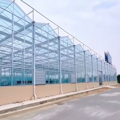 中国産 グラス温室 水育野菜 パッケージ 総重量 80,000kg