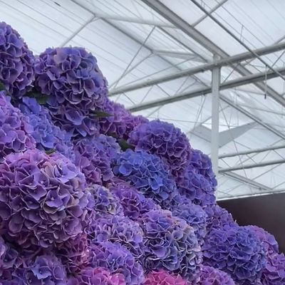 80.000kg 総重量 二層ガラス温室 野菜栽培用水栽培