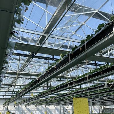 80.000kg 総重量 二層ガラス温室 野菜栽培用水栽培
