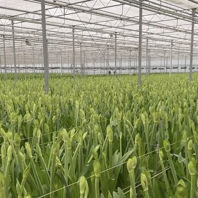 複層ガラス温室水栽培システム 多スパン技術統合