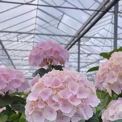 マルチスペン 現代のガラス温室 水育植物システム 市場向け マルチスペン