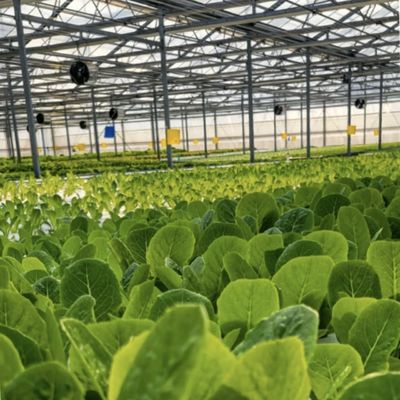 マルチスペン 現代のガラス温室 水育植物システム 市場向け マルチスペン
