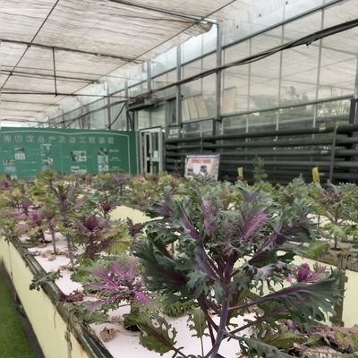 マルチスペン 現代のガラス温室 水育植物システム 市場向け マルチスペン