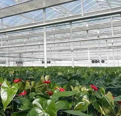 鉄鋼構造 水素栽培野菜栽培のためのヴェンロ水素栽培栽培システム