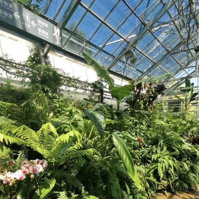 野菜を栽培するための革新的な設計と革新的な水力栽培ガラス温室