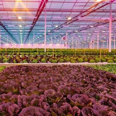 あなたの顧客の要求に適したタイプの屋根水栽培栽培システム